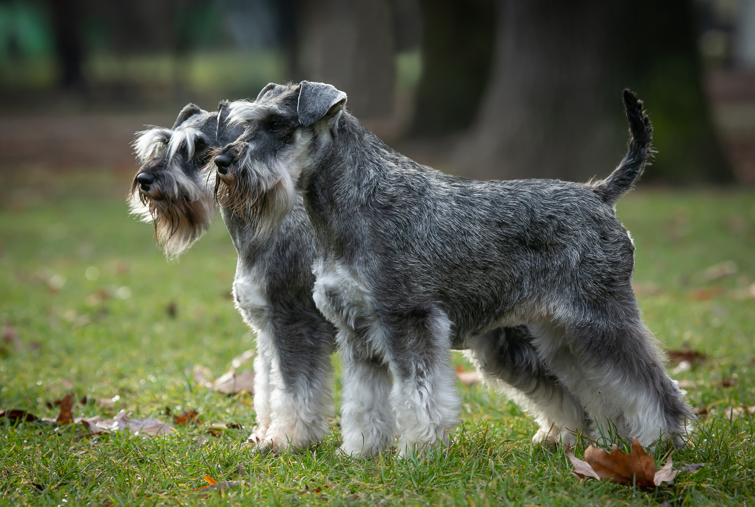 Schnauzer miniature puppies pair photo